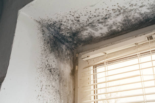 Affordable Mold Remediation solutions in Ijamsville, MD